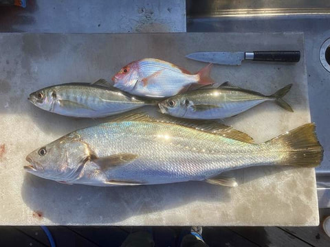 ウメボシ東で釣れた魚