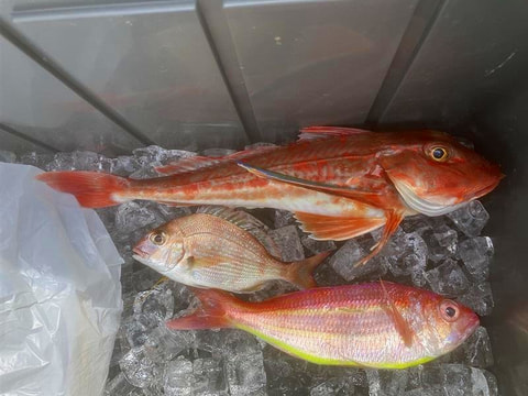 アクト前で釣れた魚
