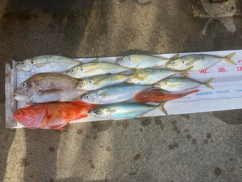 釣れた魚