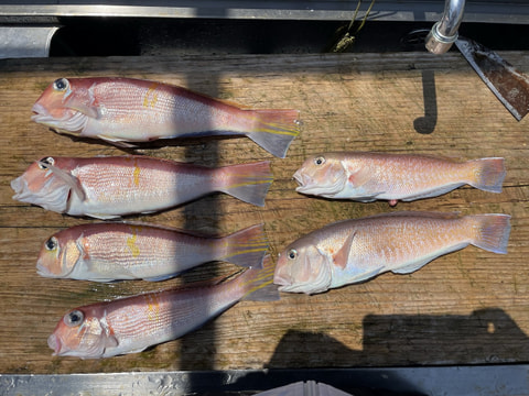 釣れた魚