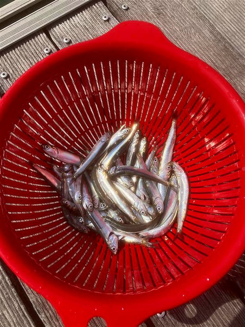 浜名湖内で釣れた魚