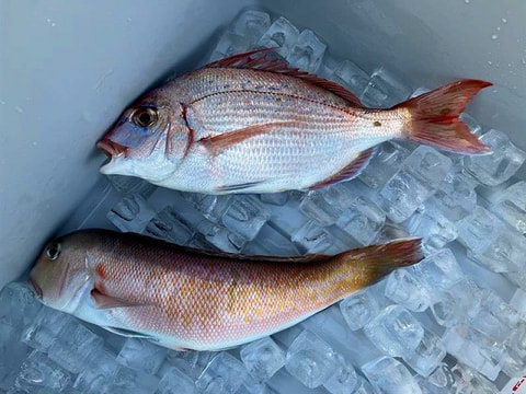 釣れた魚