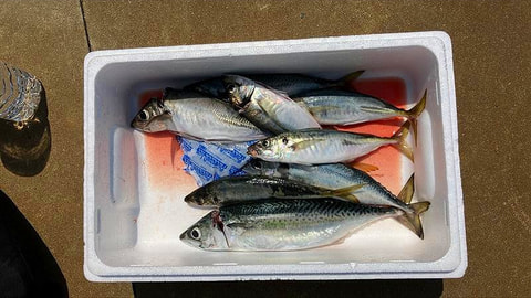 釣れた魚