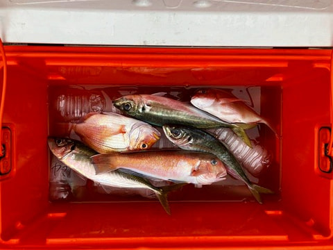 釣れた魚