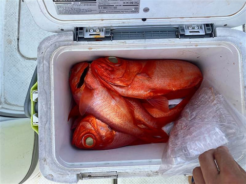 釣れた魚