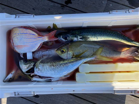 アクト前で釣れた魚