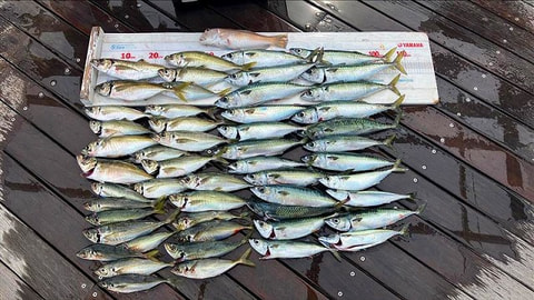 釣れた魚