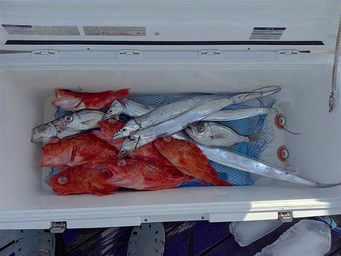 釣れた魚
