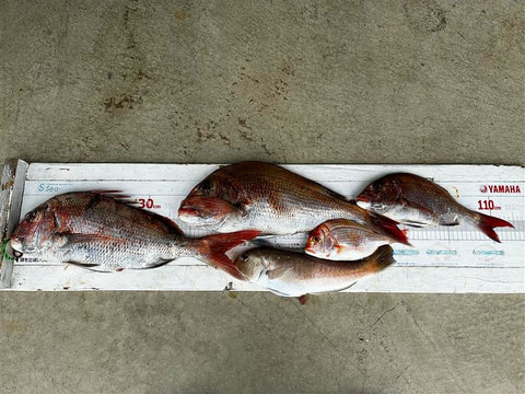アクト沖で釣れた魚