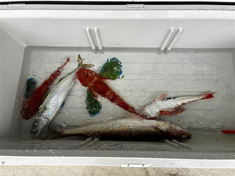 釣れた魚