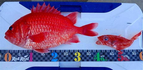 釣れた魚