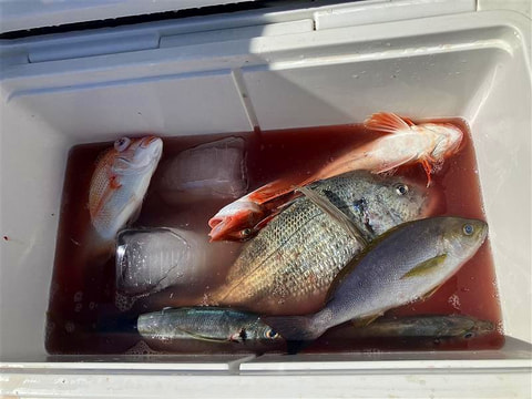 釣れた魚