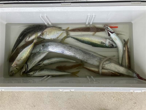 釣れた魚