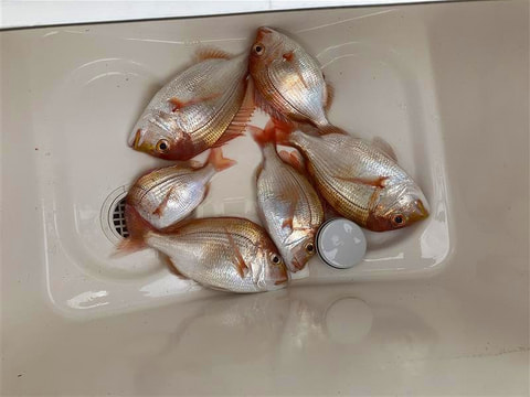 釣れた魚