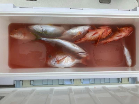 釣れた魚