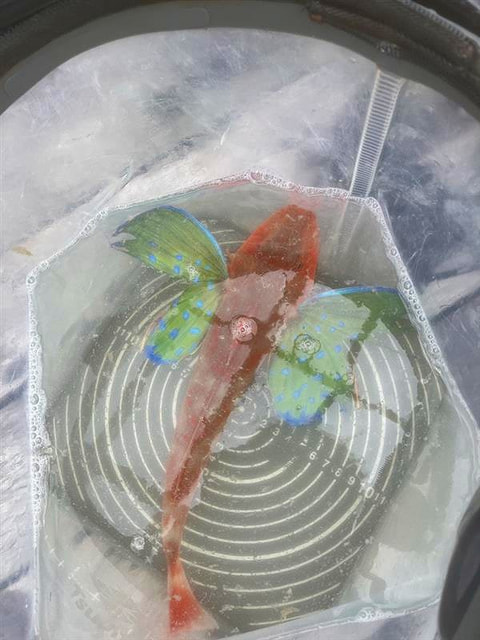 釣れた魚
