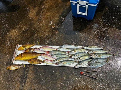 釣れた魚