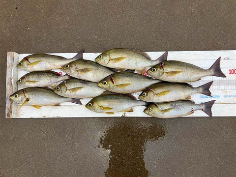 釣れた魚