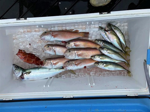 釣れた魚