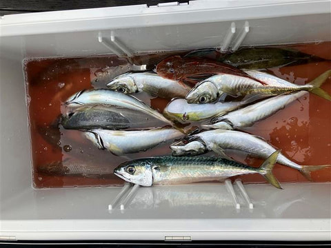 釣れた魚