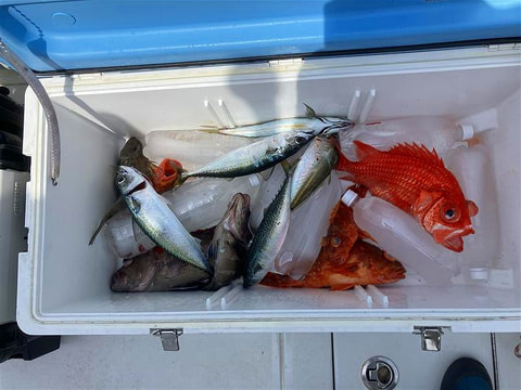 今切沖で釣れた魚