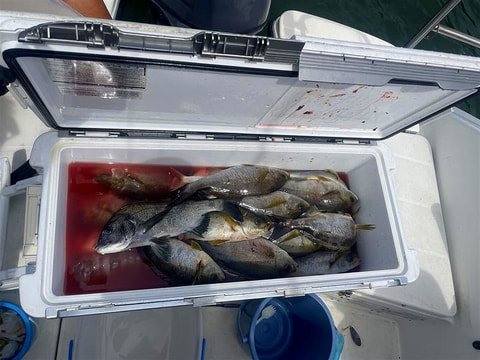 釣れた魚