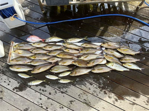 釣れた魚