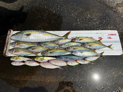 釣れた魚