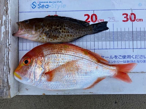 釣れた魚