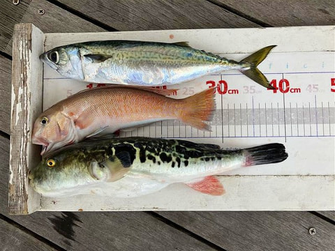 釣れた魚