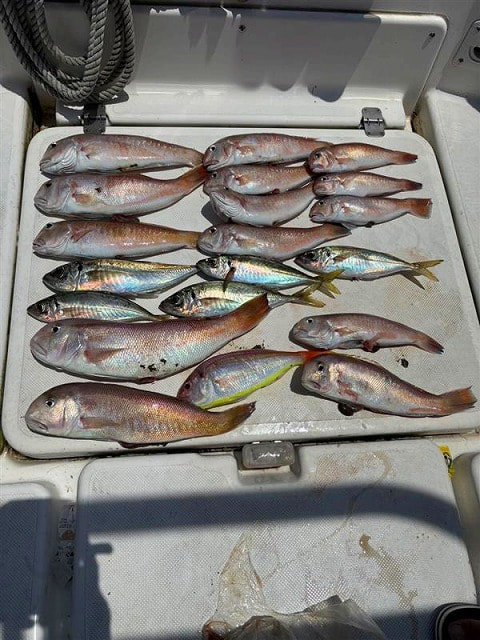 アクト沖で釣れた魚