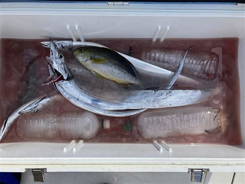 釣れた魚