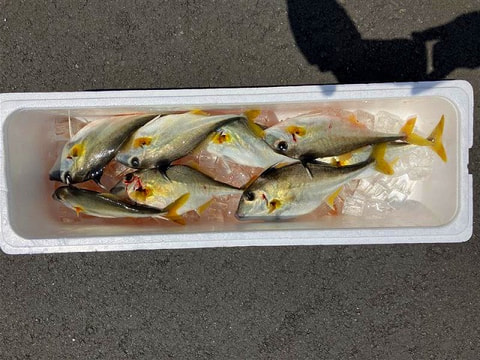 釣れた魚