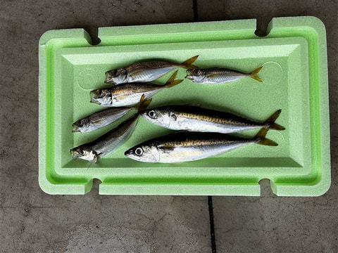 中央航路入り口付近で釣れた魚