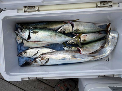 釣れた魚