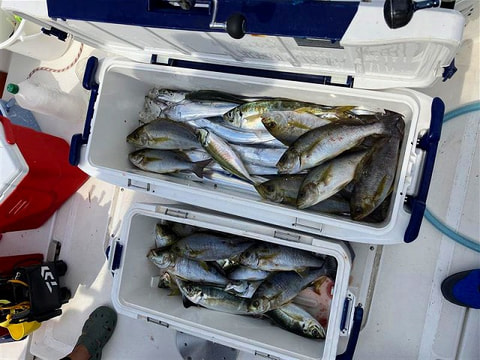 釣れた魚