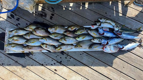 釣れた魚
