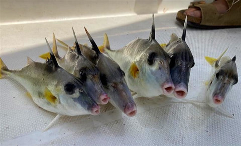 釣れた魚