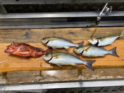釣れた魚