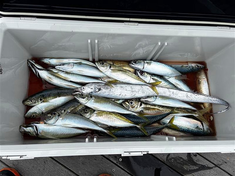 釣れた魚