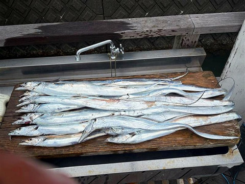 釣れた魚