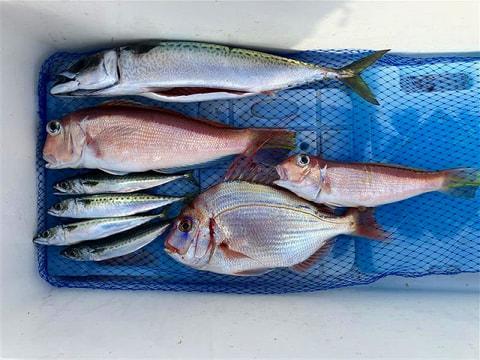 釣れた魚