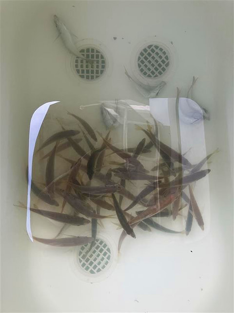 湖内で釣れた魚