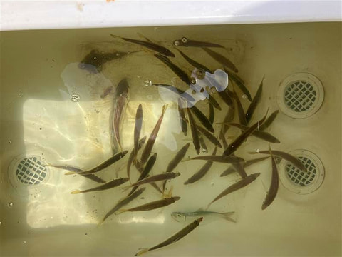 湖内で釣れた魚