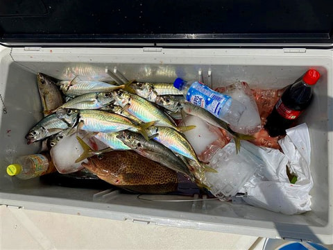釣れた魚