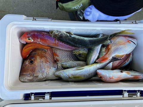釣れた魚
