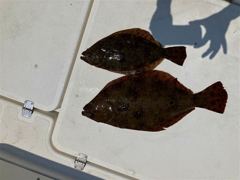 釣れた魚