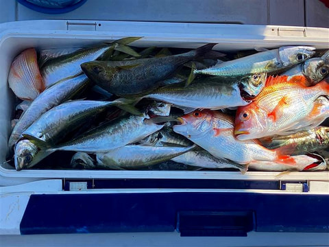 釣れた魚