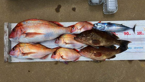 釣れた魚