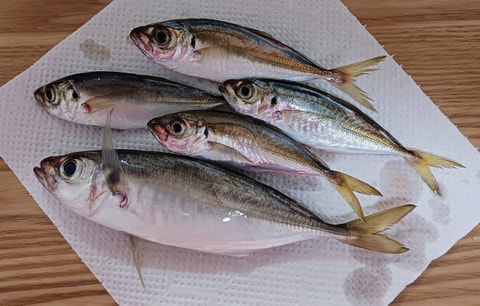 浜名湖内で釣れた魚